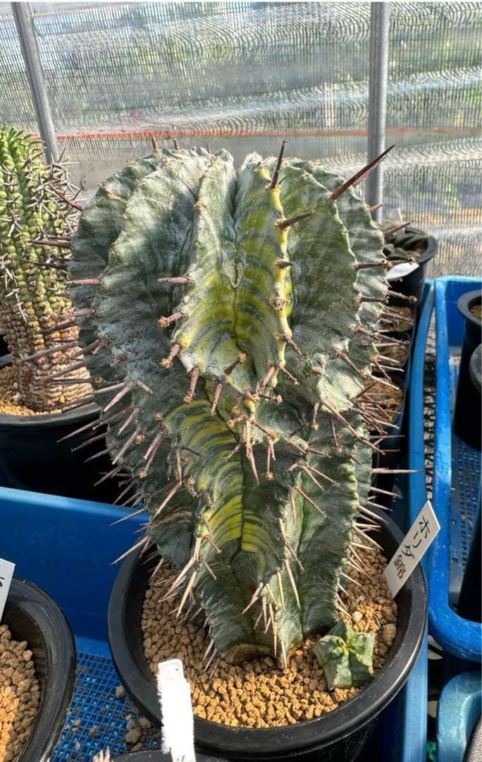 ① 斑入り 錦 ホリダ ゼブラホリダ 白衣ホリダ オベサ ユーフォルビア